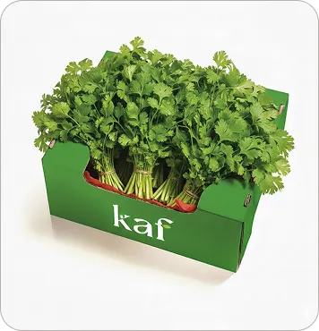 Coriander