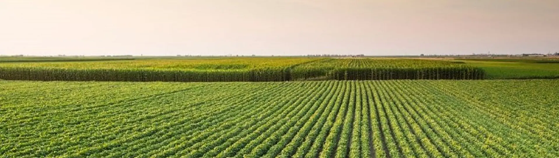 Cultivating Excellence for Global Markets
